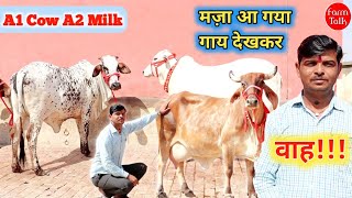 श्री श्याम डेयरी फार्म ✅ Pure Tharparkar Sahiwal Cholistani Gir 👍 यहां आ कर ले जाओ बढ़िया गाय #Dairy