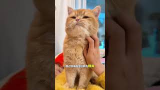 猫咪眼中的你，竟然是只“傻大猫”？＃猫咪冷知识＃猫咪心思＃猫咪想法＃新手养猫＃养猫知识＃养猫日常＃养猫经验＃科学养猫＃养猫人＃养猫经验分享＃宠物＃萌宠＃猫咪＃cat＃宠物日常＃宠物知识＃猫咪的迷惑行为