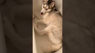 Husky Expectations / Reality🤣 Normal dogs vs Huskies | Huskies are pro at saying NO #husky #shorts