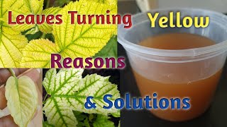 Plants Leaves Turning Yellow- Reasons \u0026 Treatment/ Leaves Turning Yellow- Reasons and Treatment