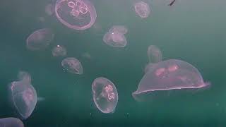 A Sea of Moon Jellyfish