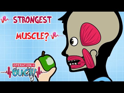 What is the strongest muscle in the human body uterus?