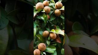 How To Grafting Sapodilla Tree Plant | chiku plant grafting #shorts #youtubeshorts #chikugrafting