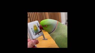 わかりやすい乙女ちゃん #ワカケホンセイインコ #parrot #shorts