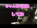 散歩中に遭遇した犬に驚愕・・・【ミックス犬くう】mixed breed dogs qoo