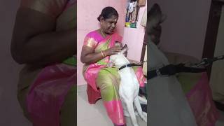 வரலாறு தெரியாம என் வாய் கிட்ட விளையாடிட்டு இருக்கீங்க#dogs #labrador #doglover #dogshorts #doglover