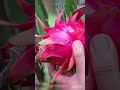 dragon fruit harvest #harvestingvideo #fruits #farm #farming #pink #shorts