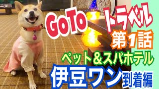 【柴犬 もみさん】GoToトラベル！ペットと泊まれる宿・ペット＆スパホテル 伊豆ワン／犬旅／家族旅行　第1話（到着編）Shiba Inu Momisan  goes on a family trip