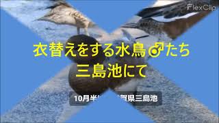 衣替えをする水鳥♂たち☆三島池にて