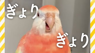 【睡眠導入】インコのぎょりぎょり 眠れない時に見たらいいかも | 足の裏についたう○ちをとるもも