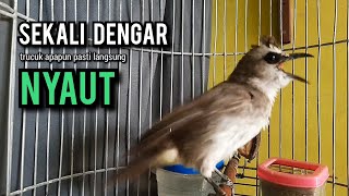 trucukan gacor ROPEL PANJANG pancingan trucukan agar bunyi JADIKAN burung trucuk gacor NYAUT