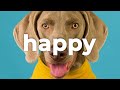 🐶 Happy Background (Free Music) - 