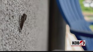 Local experts explain increase of moths in Albuquerque