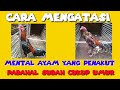 CARA MENGATASI MENTAL AYAM DROP/ JATUH MENTAL/PILIH LAWAN