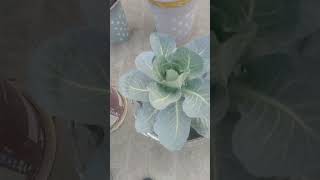 My cauliflowers plant/ cauliflower growing  / Learn Gardening