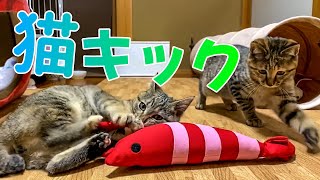 【保護猫】初めてエビをみた子猫達の反応がこちらです