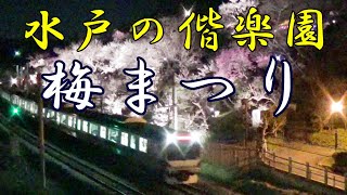 水戸の偕楽園・梅まつり【ライトアップ】後楽園や兼六園と並ぶ日本三名園のひとつ