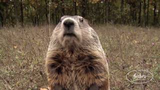 The Groundhog Song from First Snow in the Woods