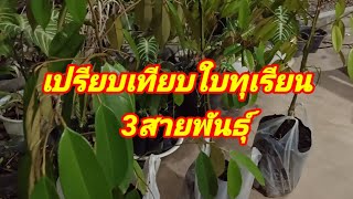 เปรียบเทียบใบทุเรียน3สายพันธุ์