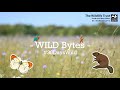 #WILDBytes Episode 2: Woodlands