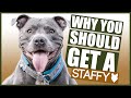 STAFFORDSHIRE BULL TERRIER! 5 Reasons Why YOU SHOULD GET a Staffy!