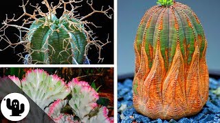 35 Tipos De Euphorbia