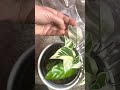 episode 49 calatheas how to fix spider mites