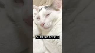 猫の寝顔が怖すぎる #癒し #猫 #猫のいる暮らし #猫動画