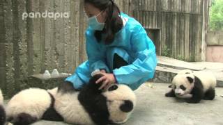 panda cubs drink bottle milk