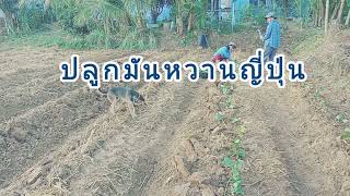 #เกษตรผสมผสาน #เกษตรอินทรีย์ #farming #มันม่วง #มันหวาน #มันญี่ปุ่น