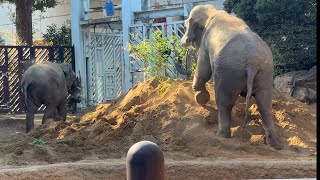 息子に取られたくないウタイちゃん！逃げるアルンくん【‎2024年‎12月18日】【上野動物園】アジアゾウ