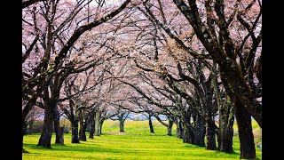 8K HDR 岩手 雫石川の桜 Sakura at Shizukuishi River