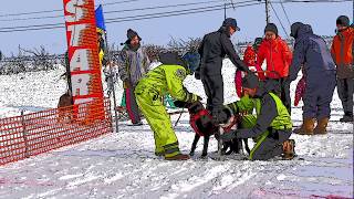 JAPAN CUP 2019 第36回 全国犬ぞり稚内大会 DOG RACE in WAKKANAI