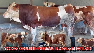 💯% Dehqondan SIMMENTAL BUQACHALAR ZO'RLARI SOTILADI