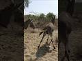 Gadha donkey#ytshortsvideo#animals