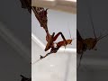 phyllocrania paradoxa eating blatta lateralis roachback prayingmantis