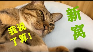 小猫咪对新猫窝情有独钟，倒下四脚朝天睡着了The kitten has a soft spot for the new cat litter, and fell asleep on all fours