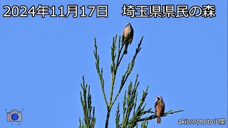 関東の探鳥　埼玉県県民の森2024年11月17日