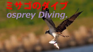 ミサゴのダイブ　Osprey　Diving‼