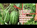 Agar semangka Berbuah Besar Lakukan Cara Ini