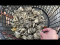 【taiwan vlog】enjoy with oyster in changhua｜local experience in taiwan｜王功漁港蚵田 oyster farm