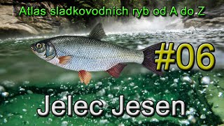 Atlas Sladkovodních Ryb |#06| Jelec Jesen | Ide