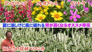 【この夏に購入したい】一年草から宿根草まで！高さを出したいときの夏のおすすめ草花ラインナップ！【ガーデニング】