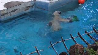 イッちゃん（Шилка）、背泳ぎの楽しさに目覚める！？ 2017/07/29　　天王寺動物園のホッキョクグマ