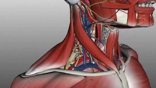 Neck Anatomy - Organisation of the Neck - Part 2