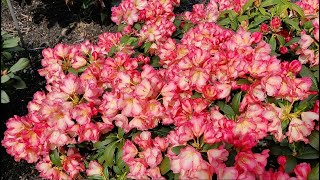 Rhododendrons - Spring Visit at Baumschule Hachmann (nursery)