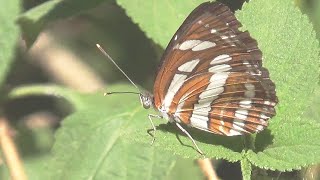 Common Sailer - Neptis hylas (SHRIKANT MADHAV KELKAR)