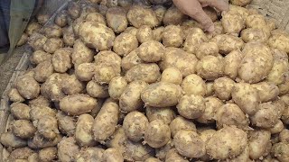 নতুন আলুর পাইকারি দাম | আজকের বাজারে আলুর দাম | Wholesale Potato Price, Kawran Bazar | Ajker Bazar