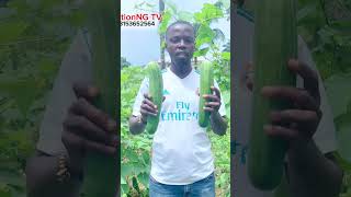 CUCUMBER 🥒 FARMER SHARES BUSINESS IDEAS   #business #cucumber  #businessideas  #biz #businesstips