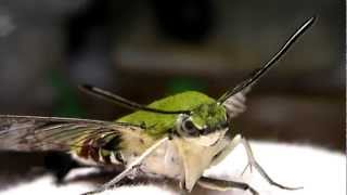 くぱぁ　Pellucid hawk moth